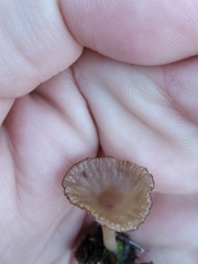 Arrhenia rickenii