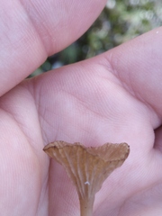 Arrhenia rickenii