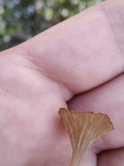 Arrhenia rickenii
