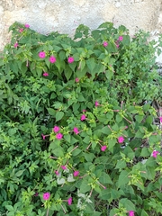 Mirabilis jalapa
