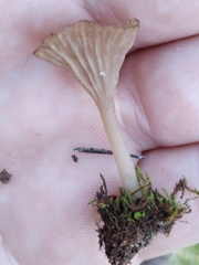 Arrhenia rickenii