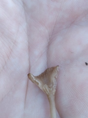 Arrhenia rickenii