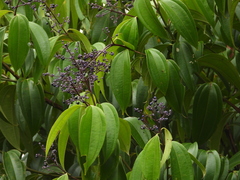 Miconia kappleri