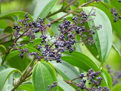 Miconia kappleri