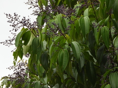 Miconia kappleri