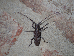 Monochamus carolinensis