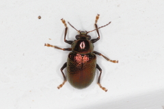 Typophorus