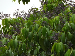 Miconia kappleri