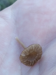 Arrhenia rickenii