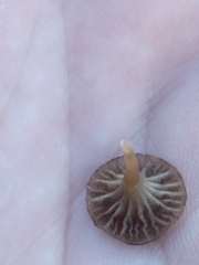 Arrhenia rickenii