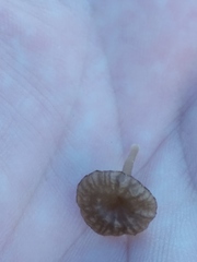Arrhenia rickenii