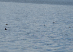 Podilymbus podiceps podiceps