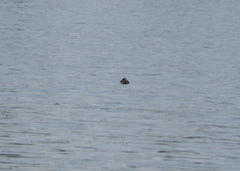 Podilymbus podiceps podiceps