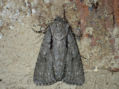 Acronicta hasta