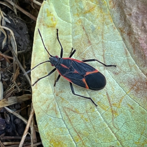 Boxelder bug