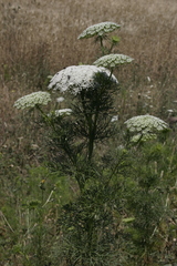 Visnaga daucoides