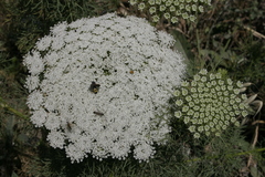 Visnaga daucoides