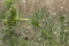 Visnaga daucoides