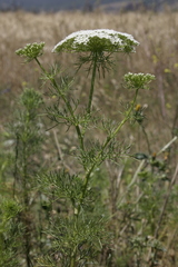 Visnaga daucoides