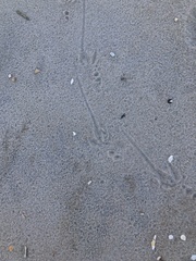 Calcarius lapponicus