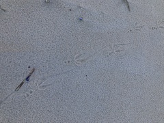 Calcarius lapponicus