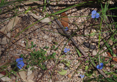 Commelina lanceolata