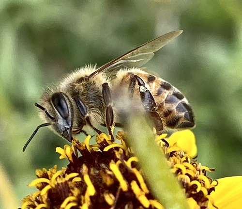iNaturalist observation photo of Western Honey Bee