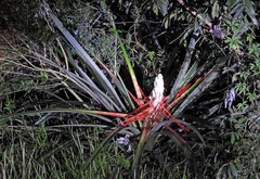Bromelia balansae