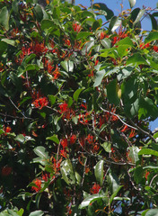 Dendrophthoe curvata