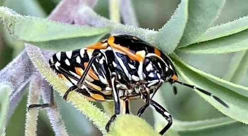 iNaturalist observation photo of Harlequin Bug