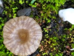Arrhenia rickenii