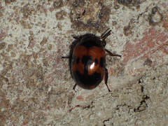 Diaperis nigronotata