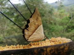 Archaeoprepona amphimachus