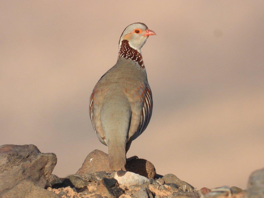 Barbary Partridge