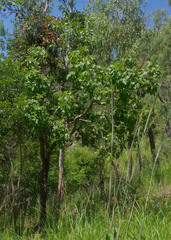 Dendrophthoe curvata