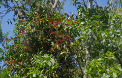 Dendrophthoe curvata