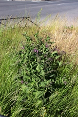 Symphytum officinale