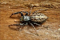 Adoxotoma nodosa