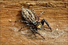 Adoxotoma nodosa