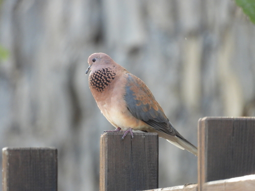 Foto de Laughing Dove