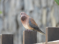 Laughing Dove photo 4