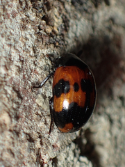 Diaperis nigronotata