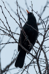 Turdus merula