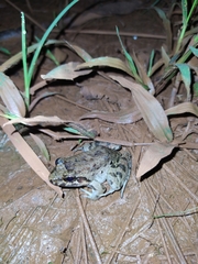 Leptodactylus petersii