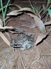 Leptodactylus petersii