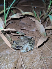 Leptodactylus petersii