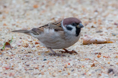 Passer montanus