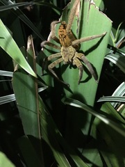 Cupiennius coccineus