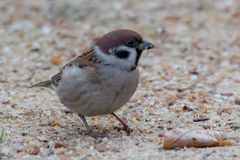 Passer montanus