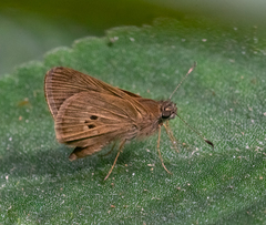 Cymaenes tripunctata